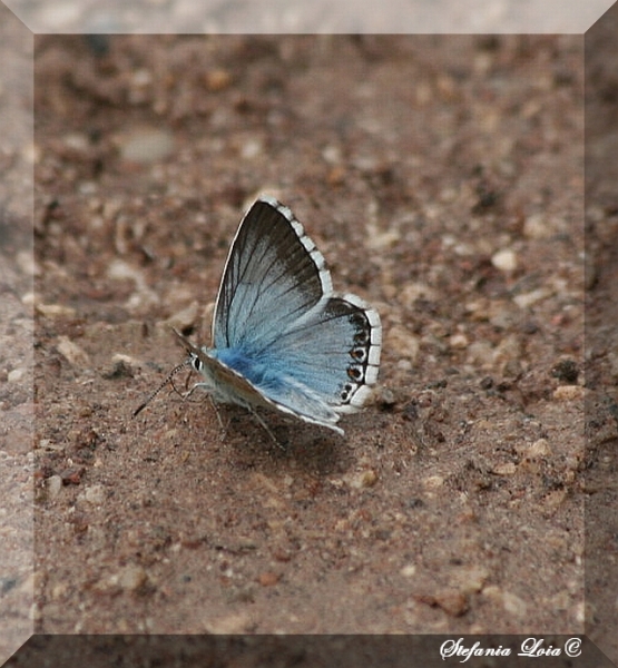 Polyommatus (Meleageria) coridon